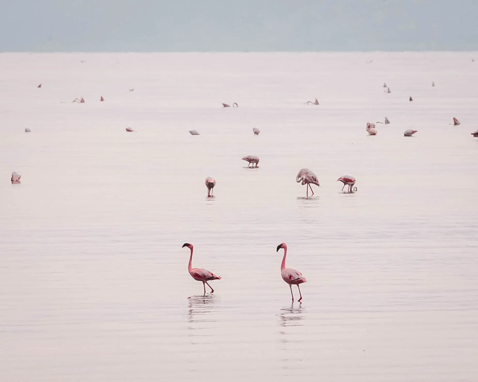 Hidroelektrostacijas dambja un nātrija karbonāta rūpnīcas būvniecība var iznīcināt Natrona ezera unikālo ekosistēmu. Foto: Altezza Travel arhīvs