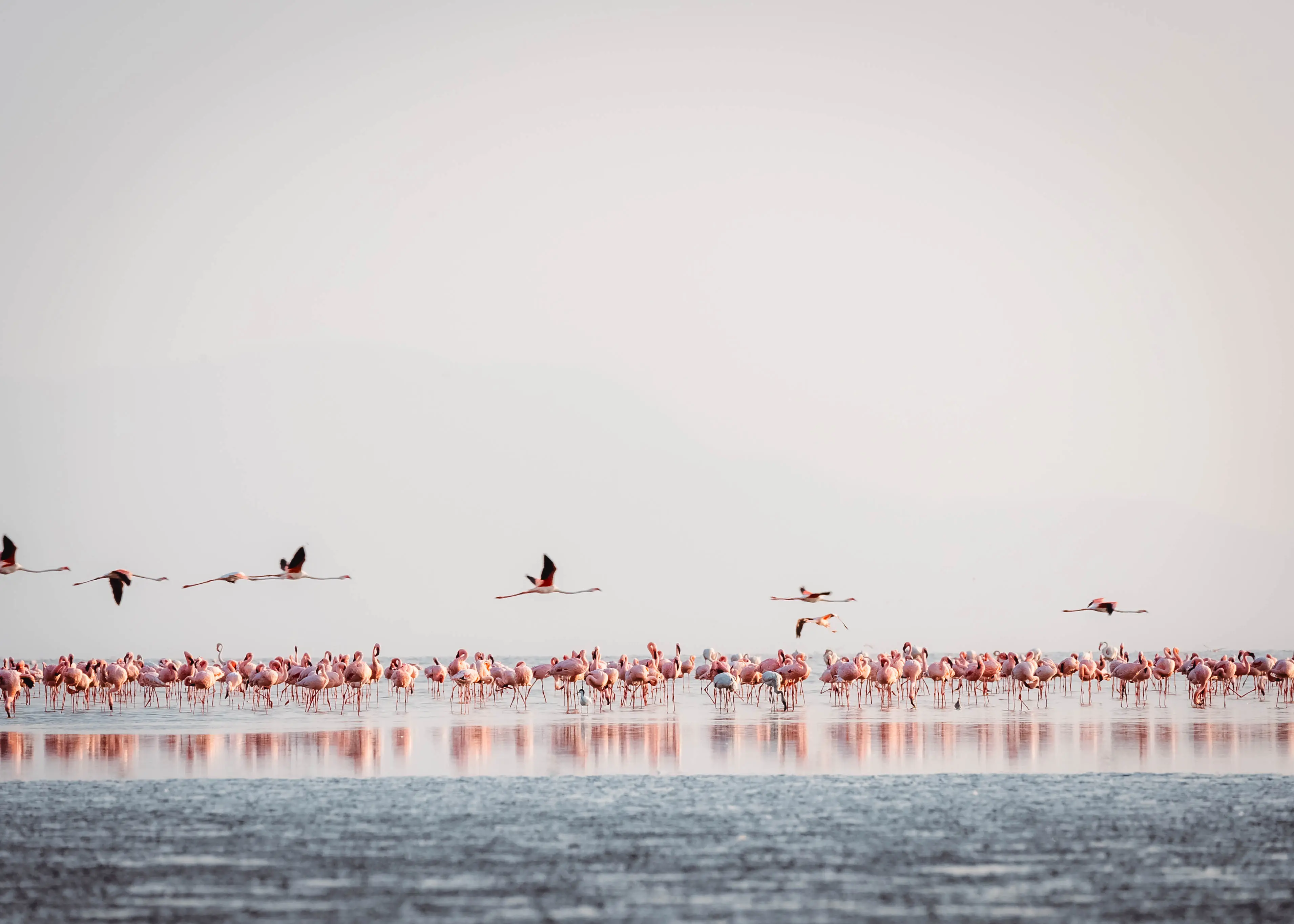 Natrona ezers – mazo flamingo ligzdošanas vieta. Foto: Altezza Travel arhīvs