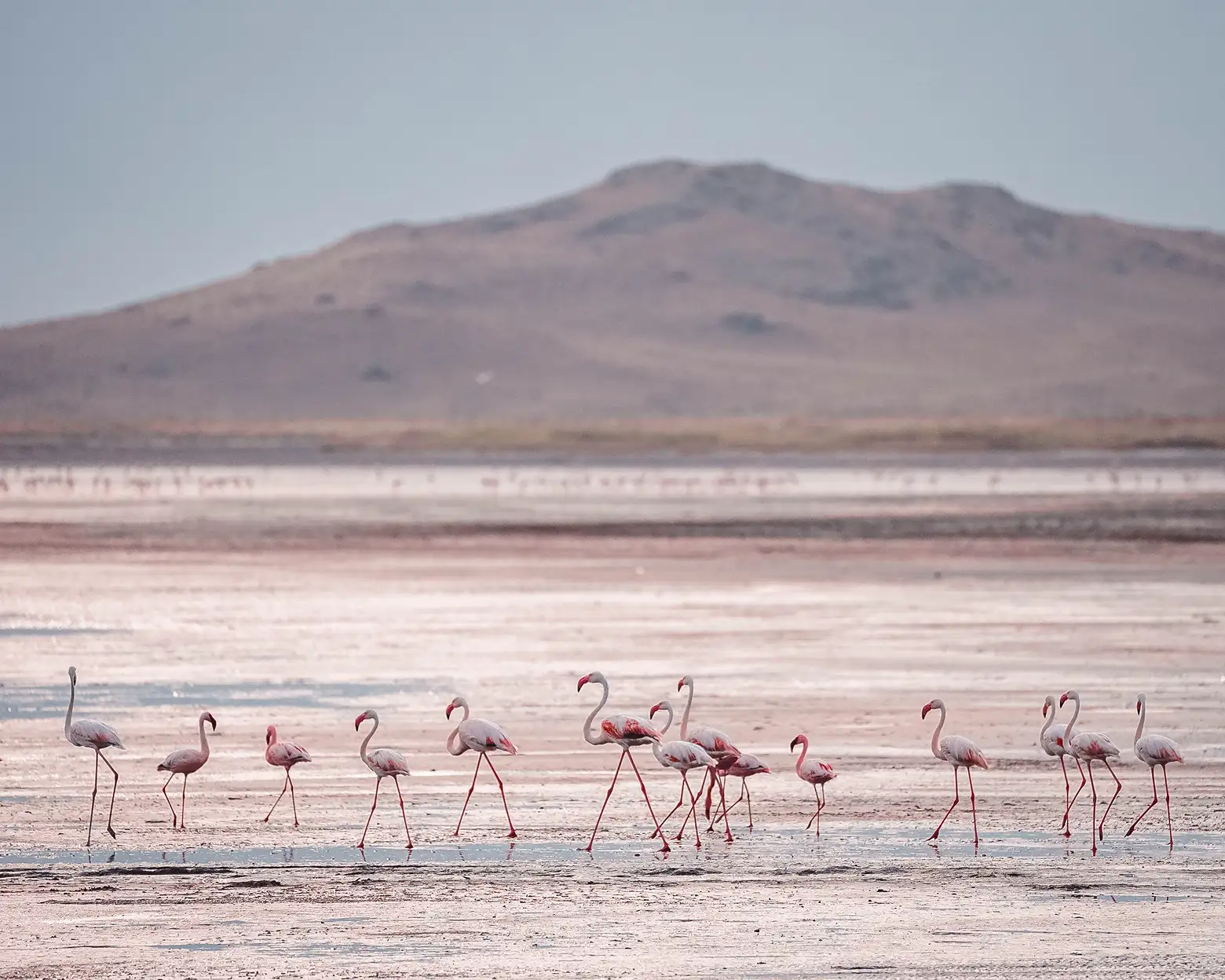 Flamingo Natrona ezera krastos. Foto: Altezza Travel arhīvs