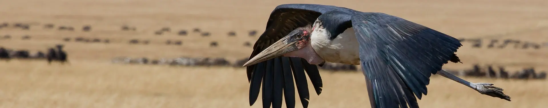 Āfrikas marabu