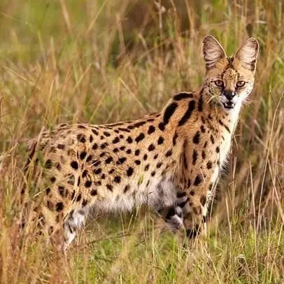 Servals