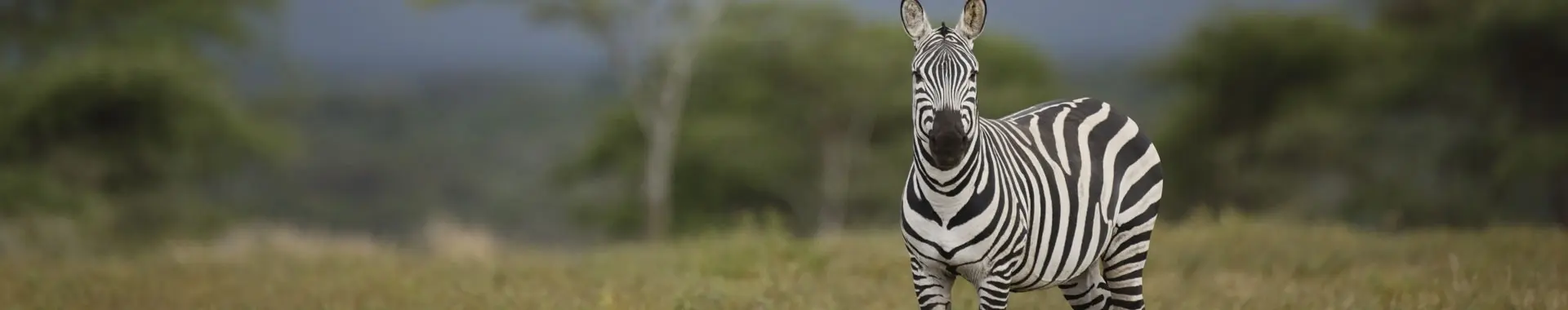Āfrikas zebra