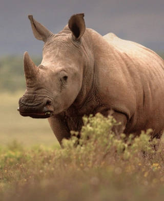 Ngorongoro krāteris