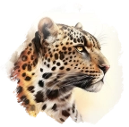 Leopards