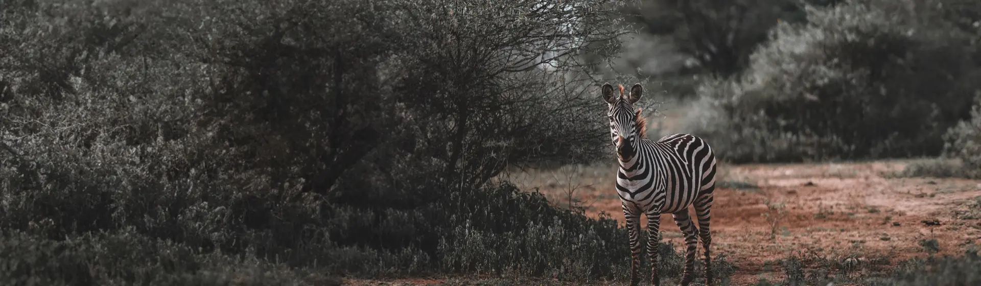 Safari Arušā Safari Arušā