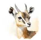 Klipspringers
