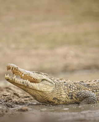 Ruaha nacionālais parks