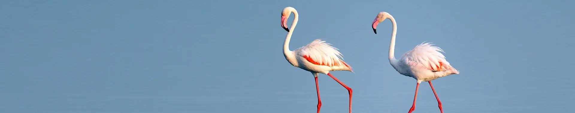 Āfrikas flamingo