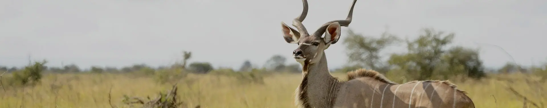 Āfrikas kudu antilope