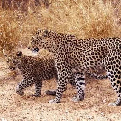 Leopards