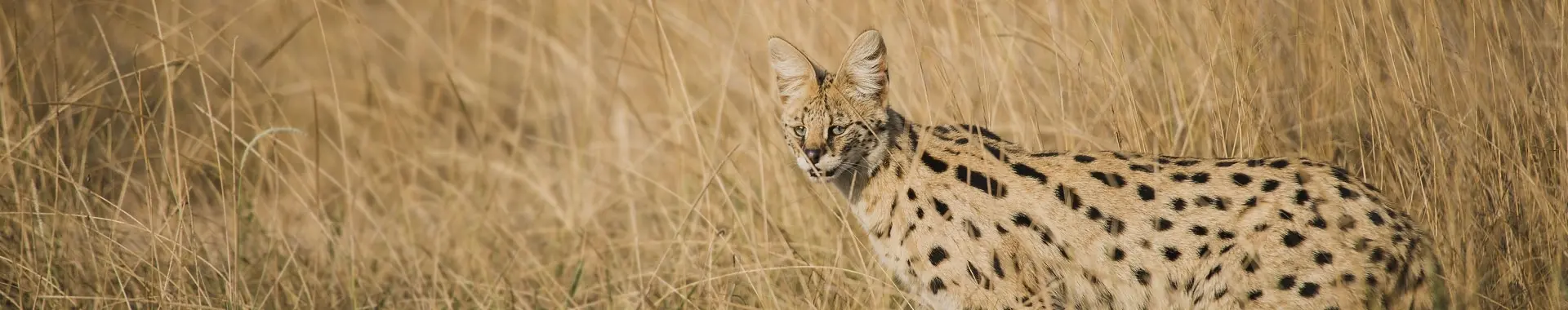 Āfrikas servals