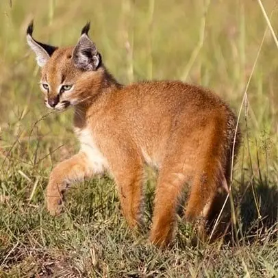 Karakals
