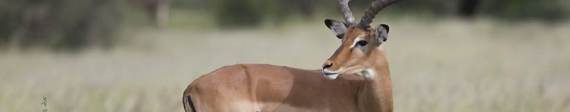 Āfrikas impala
