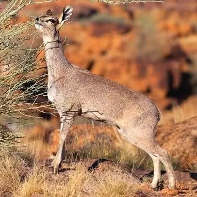 Klipspringers