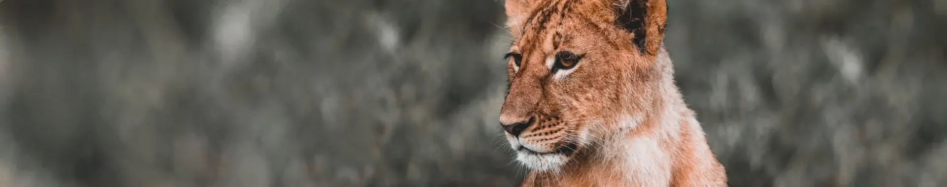 Ruaha nacionālais parks Ruaha nacionālais parks